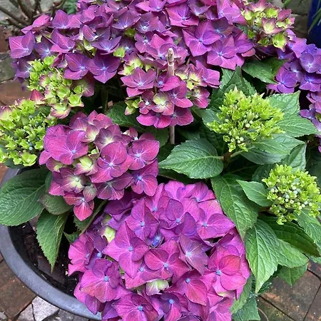 Renaissancestuben Διαμέρισμα Torgau